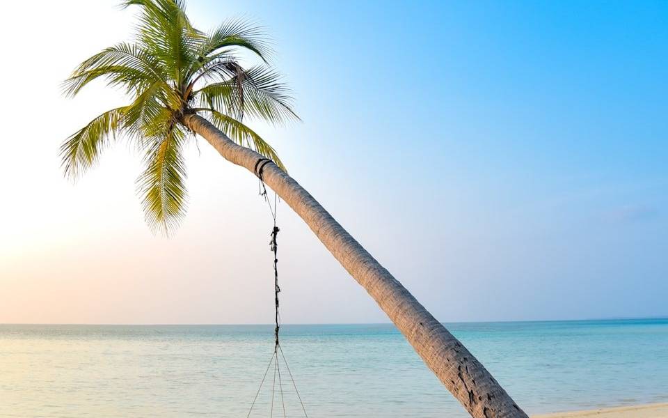 swing hang on coconut tree near seashore