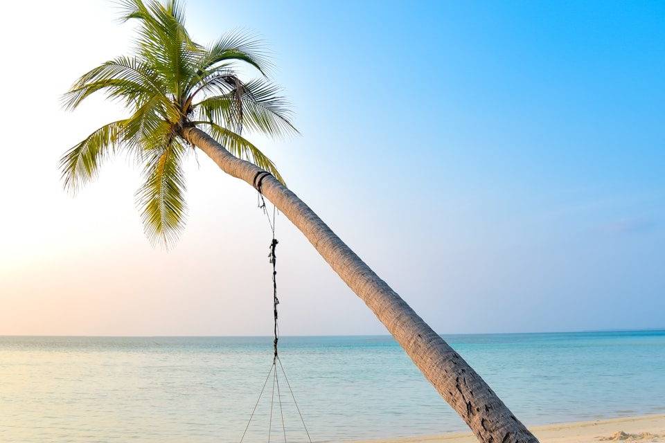 swing hang on coconut tree near seashore