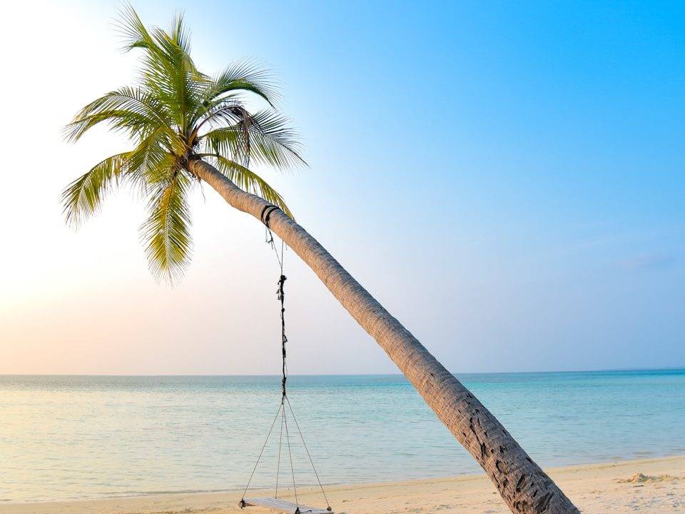 swing hang on coconut tree near seashore