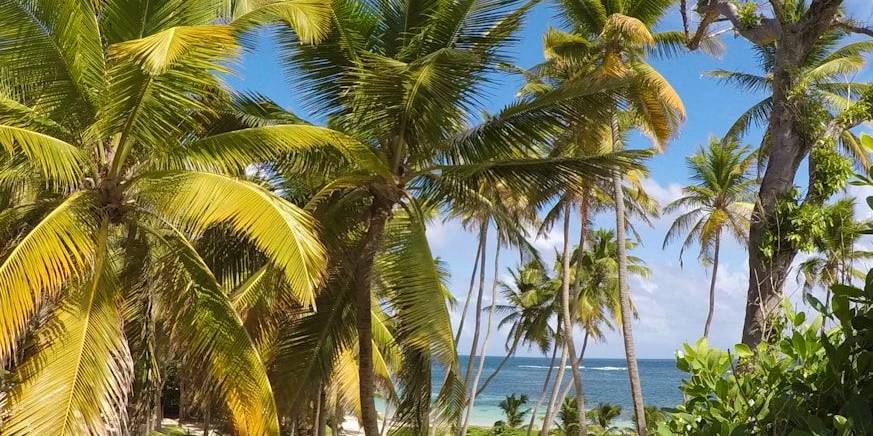 green palm trees on white sand beach during daytime