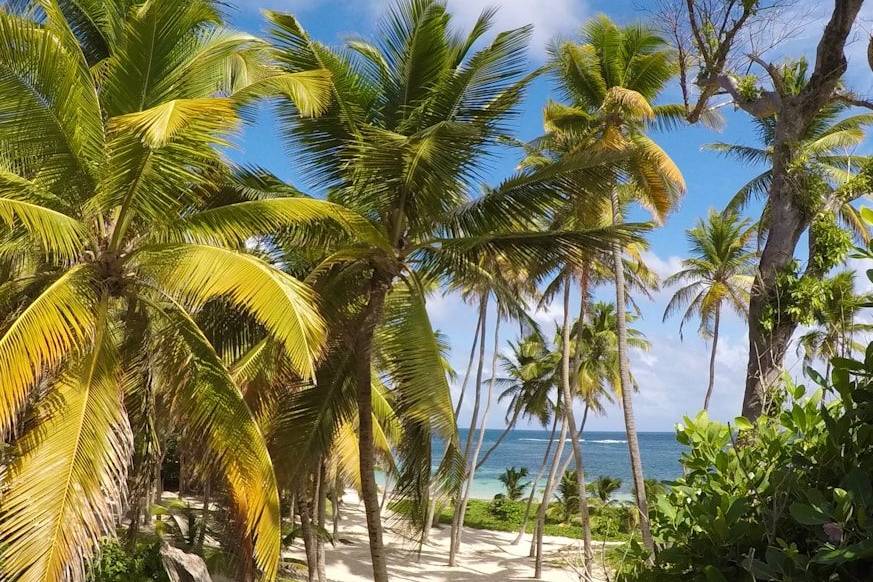 green palm trees on white sand beach during daytime
