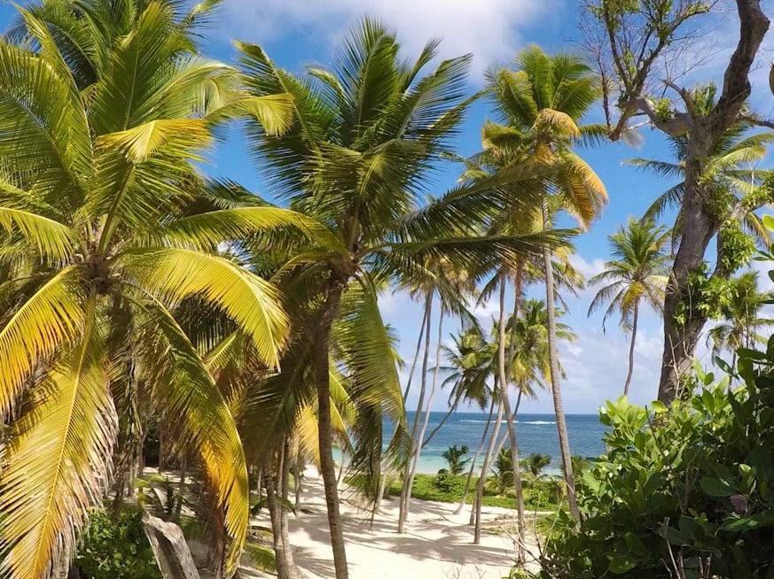 green palm trees on white sand beach during daytime