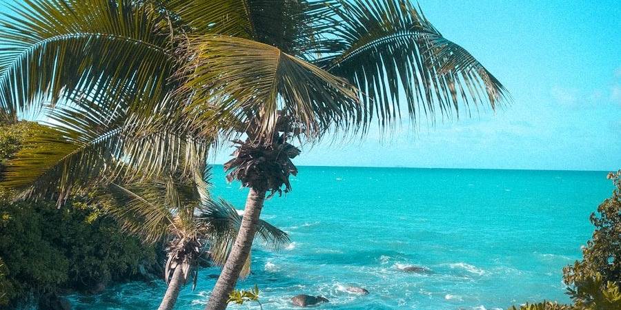 a view of a beach with a palm tree in the foreground