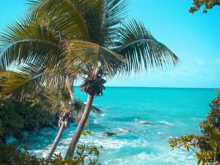 a view of a beach with a palm tree in the foreground